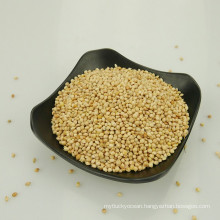 White Broomcorn Millet White Millet Sprays For Sale